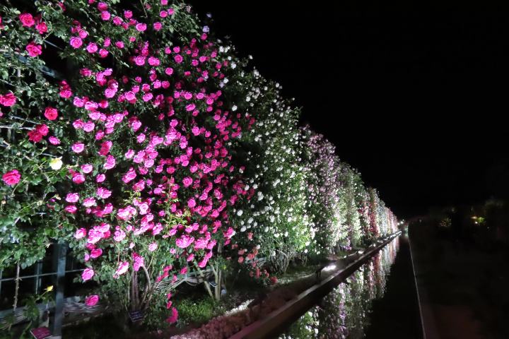 「ふじのはな物語2024」最新情報！　※4/30更新