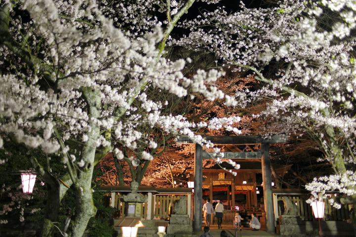 The Hokuriku Shinkansen will open between Kanazawa and Tsuruga on March 16, 2024! 3 recommended cherry blossom spots in Tsuruga, Fukui Prefecture