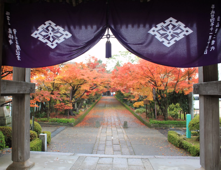 國家重要文化遺產「龍福寺」前的楓葉隧道 