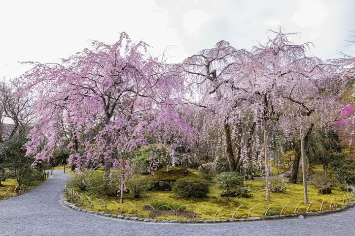 【2025年春】嵐山エリアの世界遺産「天龍寺」で特別な坐禅体験を。