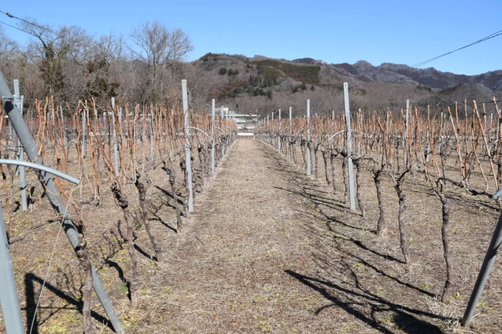 秩父酒探索之旅①（宇陀酿酒厂）