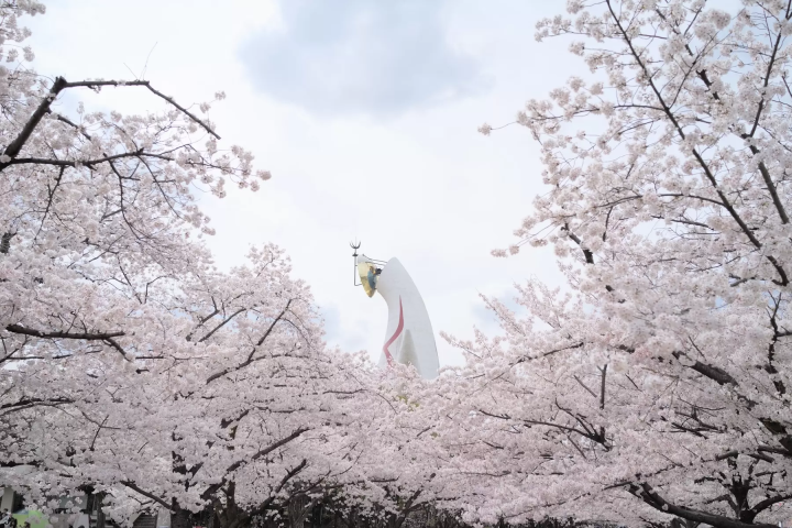 [Spring 2025] Osaka cherry blossom viewing guide! 5 cherry blossom viewing spots worth visiting