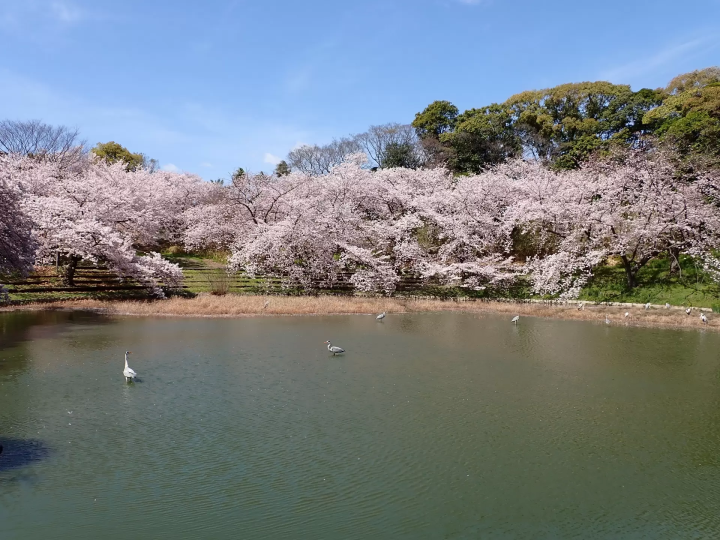 [Spring 2025] Osaka cherry blossom viewing guide! 5 cherry blossom viewing spots worth visiting