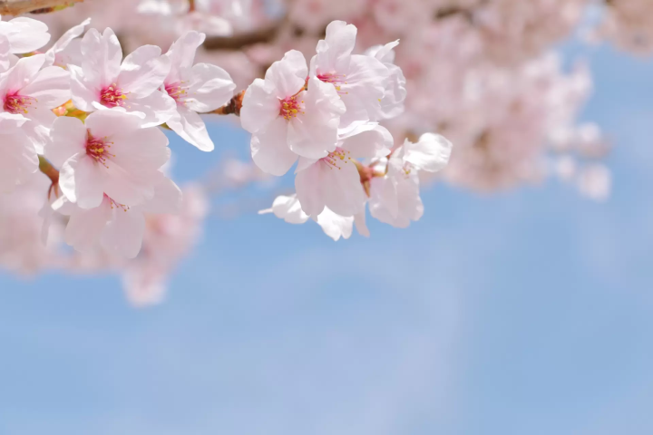 [Spring 2025] Osaka cherry blossom viewing guide! 5 cherry blossom viewing spots worth visiting