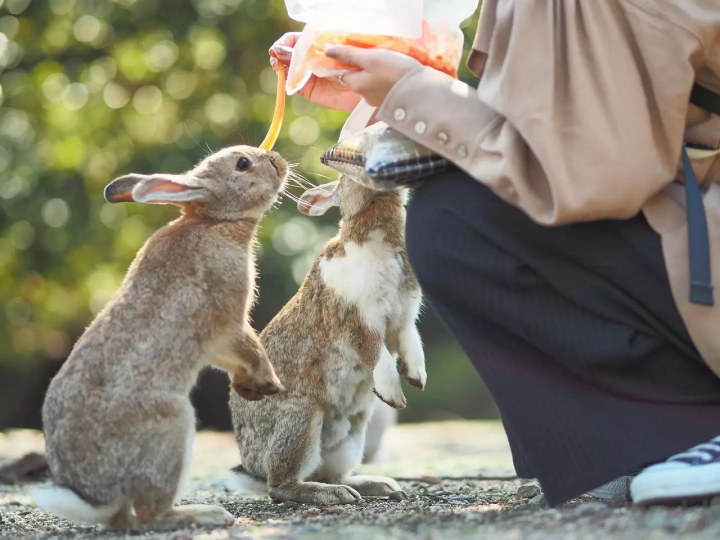 Dazzling Valentine's Day Destinations in Hiroshima, Osaka, Tokyo, Hokkaido, and Fukuoka