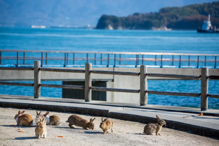 Dazzling Valentine's Day Destinations in Hiroshima, Osaka, Tokyo, Hokkaido, and Fukuoka