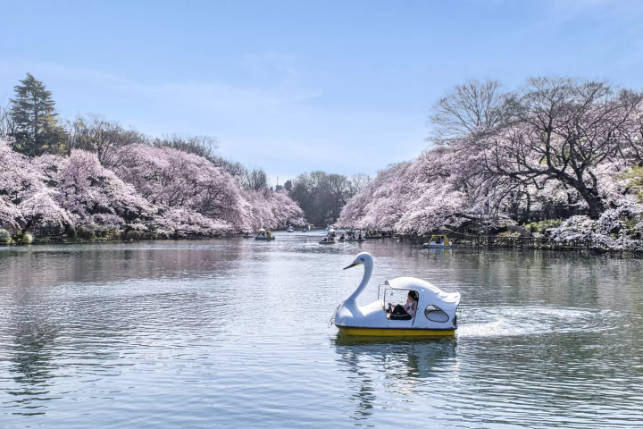 Dazzling Valentine's Day Destinations in Hiroshima, Osaka, Tokyo, Hokkaido, and Fukuoka