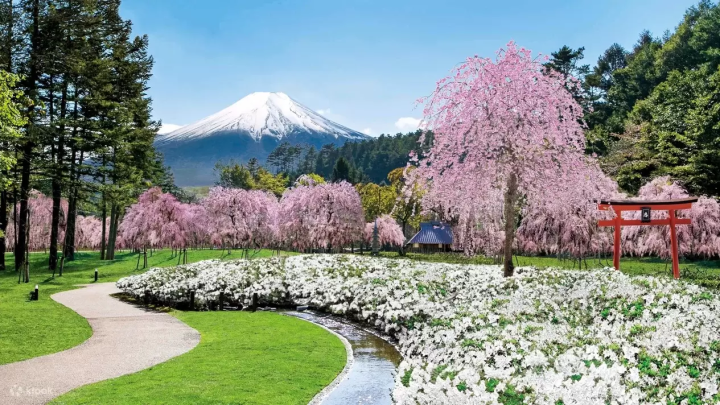  8 Cherry Blossom Tours around Mt Fuji