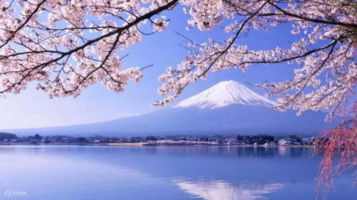  8 Cherry Blossom Tours around Mt Fuji