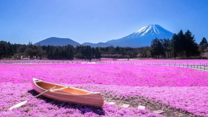  8 Cherry Blossom Tours around Mt Fuji