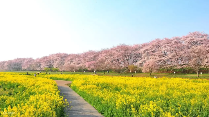  8 Cherry Blossom Tours around Mt Fuji