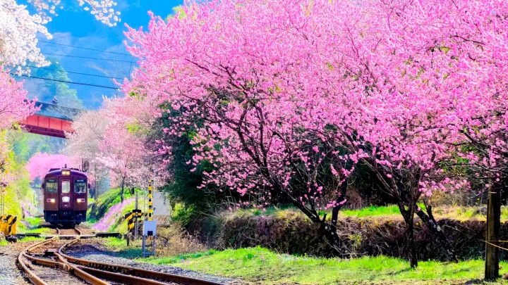  8 Cherry Blossom Tours around Mt Fuji