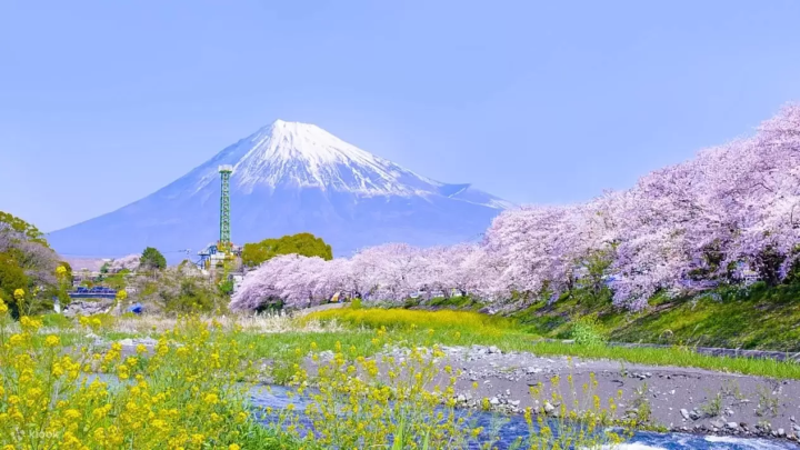  8 Cherry Blossom Tours around Mt Fuji