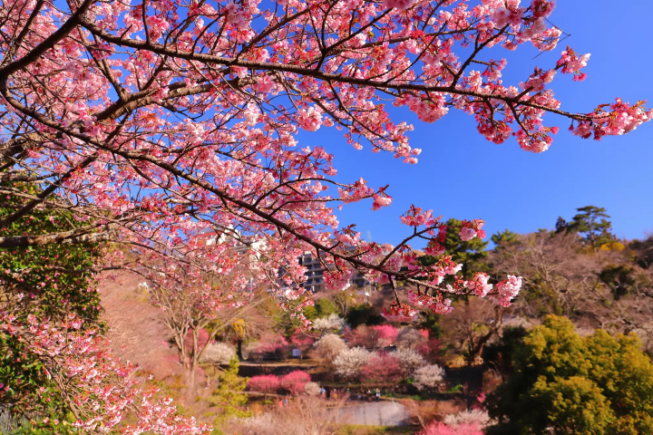  8 Cherry Blossom Tours around Mt Fuji