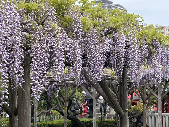 （照片摄于2023年4月23日/©︎Traveler Tokyo） 