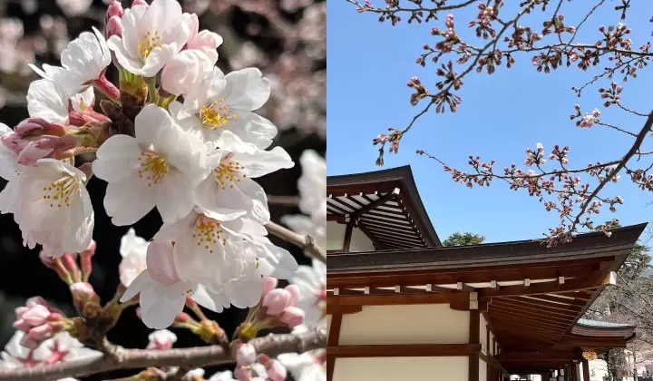 （照片摄于2022年3月25日/©︎Traveler Tokyo） 