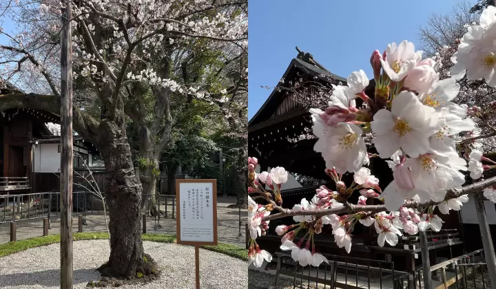 （樱花标本树拍摄于2022年3月25日/©︎Traveler Tokyo） 