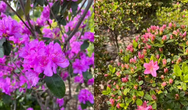 （照片拍摄于2022年4月9日/©︎Traveler Tokyo） 