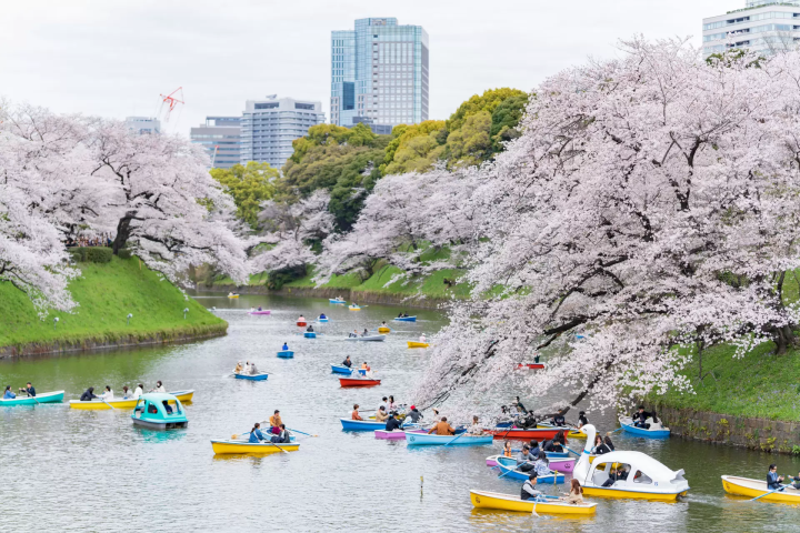 도쿄·치토리가후치 “지요다의 벚꽃 축제” 라이트 업 된 벚꽃의 절경을 만끽