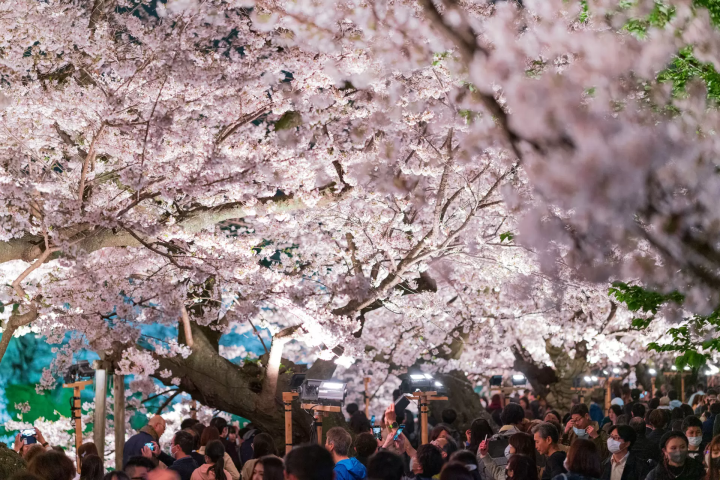 도쿄·치토리가후치 “지요다의 벚꽃 축제” 라이트 업 된 벚꽃의 절경을 만끽