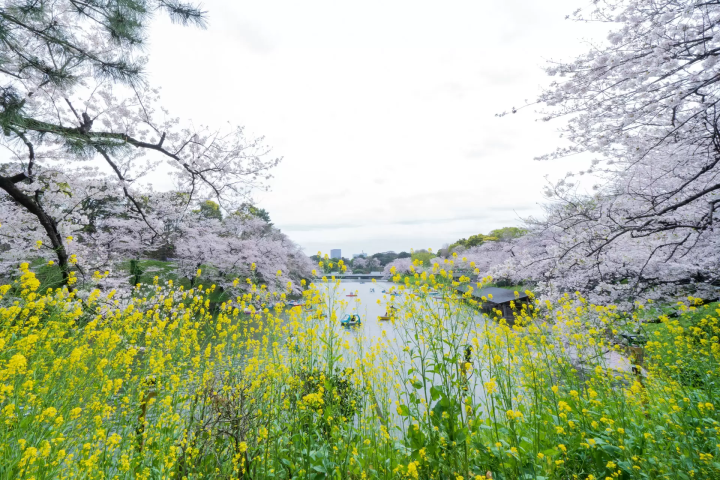 도쿄·치토리가후치 “지요다의 벚꽃 축제” 라이트 업 된 벚꽃의 절경을 만끽