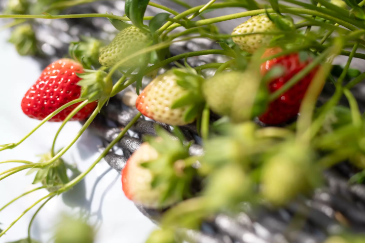茨城縣「常陸那珂市」大型觀光草莓農園