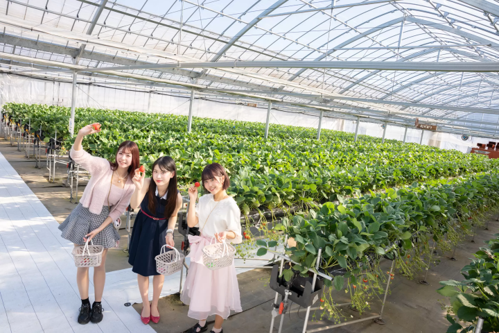大型觀光草莓農園3茨城縣「常陸那珂市」