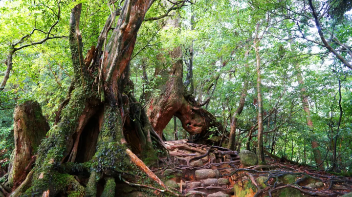 [Kagoshima] Beautiful nature of Yakushima and Amami Oshima! Recommended tourist spots and rental car guide