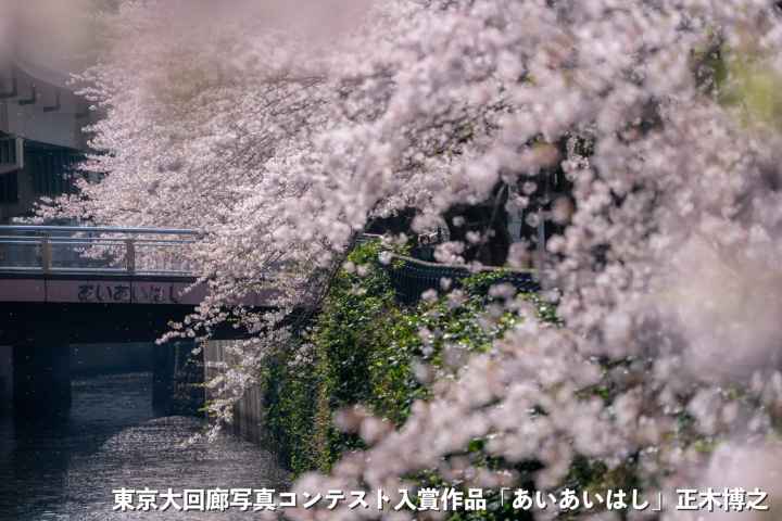 올해의 꽃놀이는 산책 스타일로! 지요다구의 꽃놀이 명소