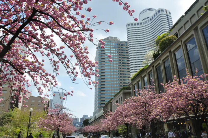올해의 꽃놀이는 산책 스타일로! 지요다구의 꽃놀이 명소