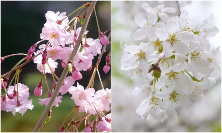 东京的春天来了!新大谷酒店的日式庭园和餐厅都染上了春天的色彩