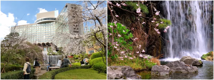 东京的春天来了!新大谷酒店的日式庭园和餐厅都染上了春天的色彩