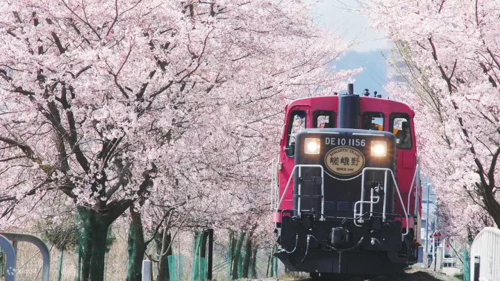 10 Tours to Take to See Sakura Around Osaka This Spring