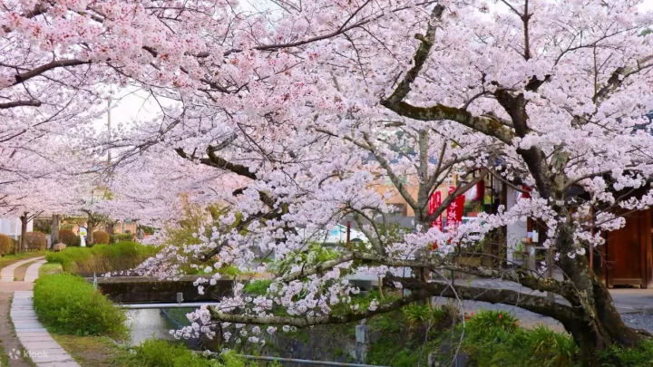 10 Tours to Take to See Sakura Around Osaka This Spring