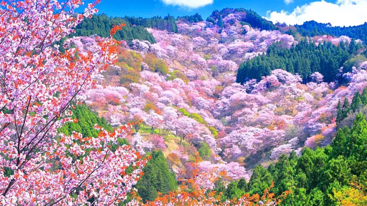 10 Tours to Take to See Sakura Around Osaka This Spring