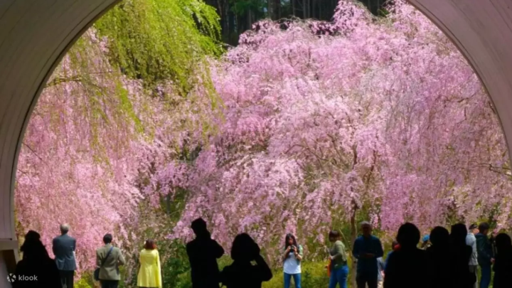 10 Tours to Take to See Sakura Around Osaka This Spring
