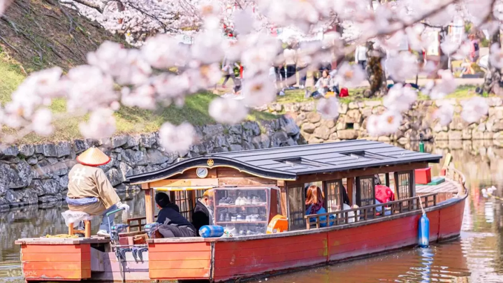 10 Tours to Take to See Sakura Around Osaka This Spring
