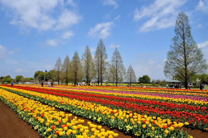 เปิดเผยเสน่ห์ของจังหวัดชิบะ! คู่มือแนะนำจังหวัดชิบะ เมืองที่อยู่ติดกับโตเกียว