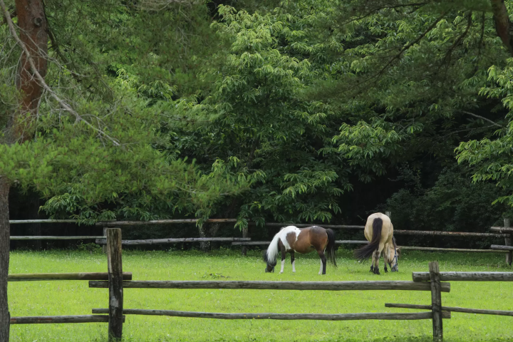 岩手/远野 - 穿越“远野物语”世界的旅程，一场超越时空的民间传说和幻想之旅