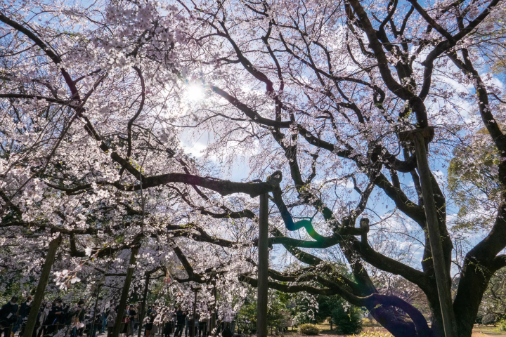 【2024最新】東京のお花見スポット20選&桜の見ごろ情報