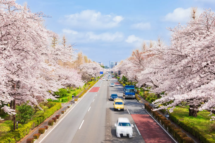 【2024最新】東京のお花見スポット20選&桜の見ごろ情報