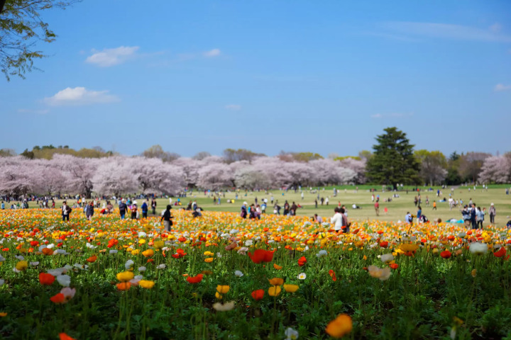 【2024最新】東京のお花見スポット20選&桜の見ごろ情報