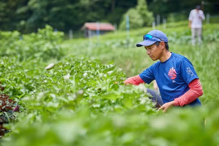 遊學教室是丹波篠山的里山學園，有英文導遊。