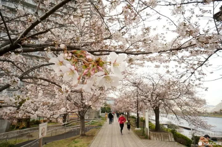 【日本の春】3月〜5月の桜の開花情報、気候、適した服装