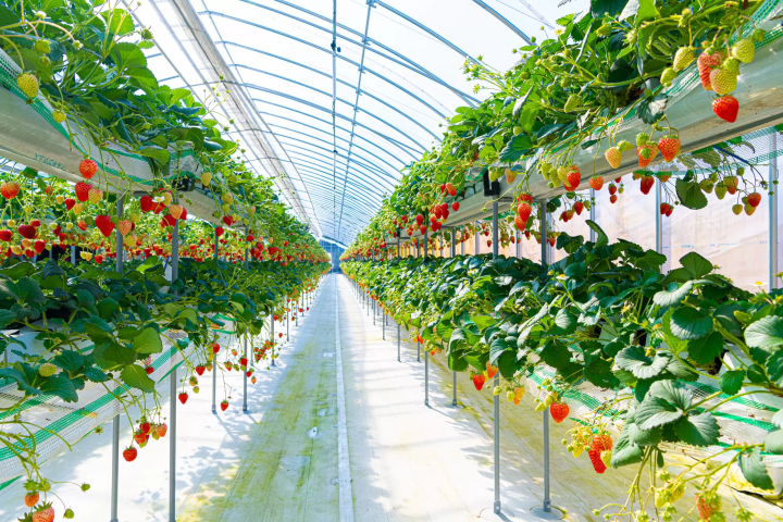 【日本の春】3月〜5月の桜の開花情報、気候、適した服装