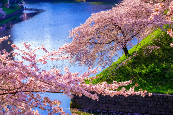 【2024最新】東京のお花見スポット20選&桜の見ごろ情報