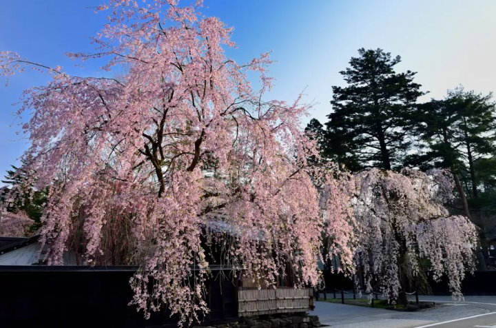 【아키타】타자와코반의 아름다움을 만끽하는 사계절의 관광 명소와 렌터카