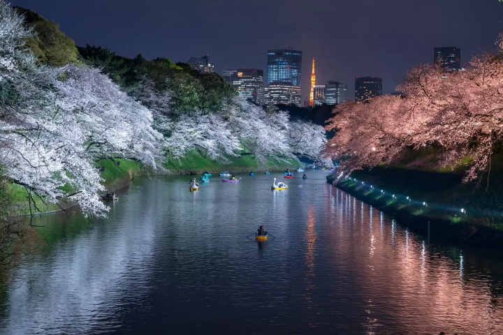 Tokyo Cherry Blossoms, Art, and Seasonal Food: Two-Day Spring Itinerary