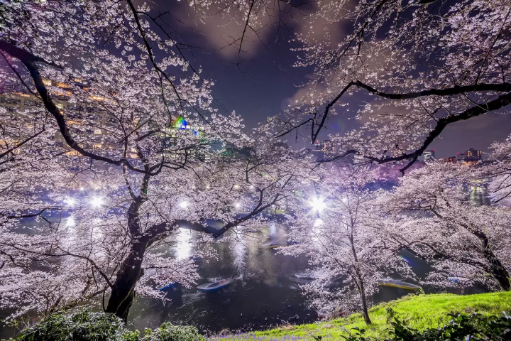 Tokyo Cherry Blossoms, Art, and Seasonal Food: Two-Day Spring Itinerary