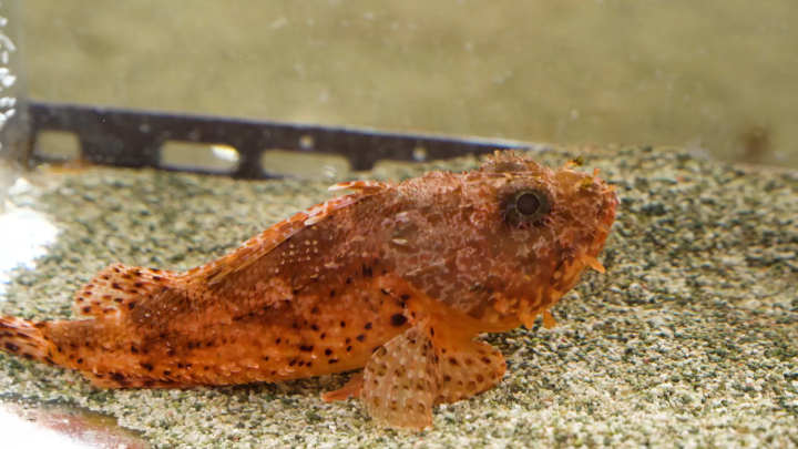 Experience Tateyama in early spring! Tateyama taxi trip experience for a Taiwanese family by JOY Taku